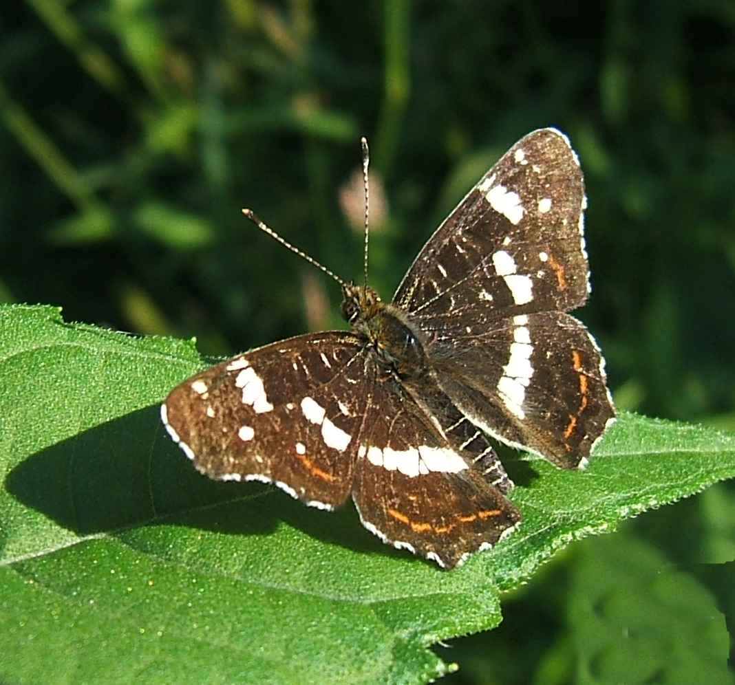 Araschnia levana Araschnia levana